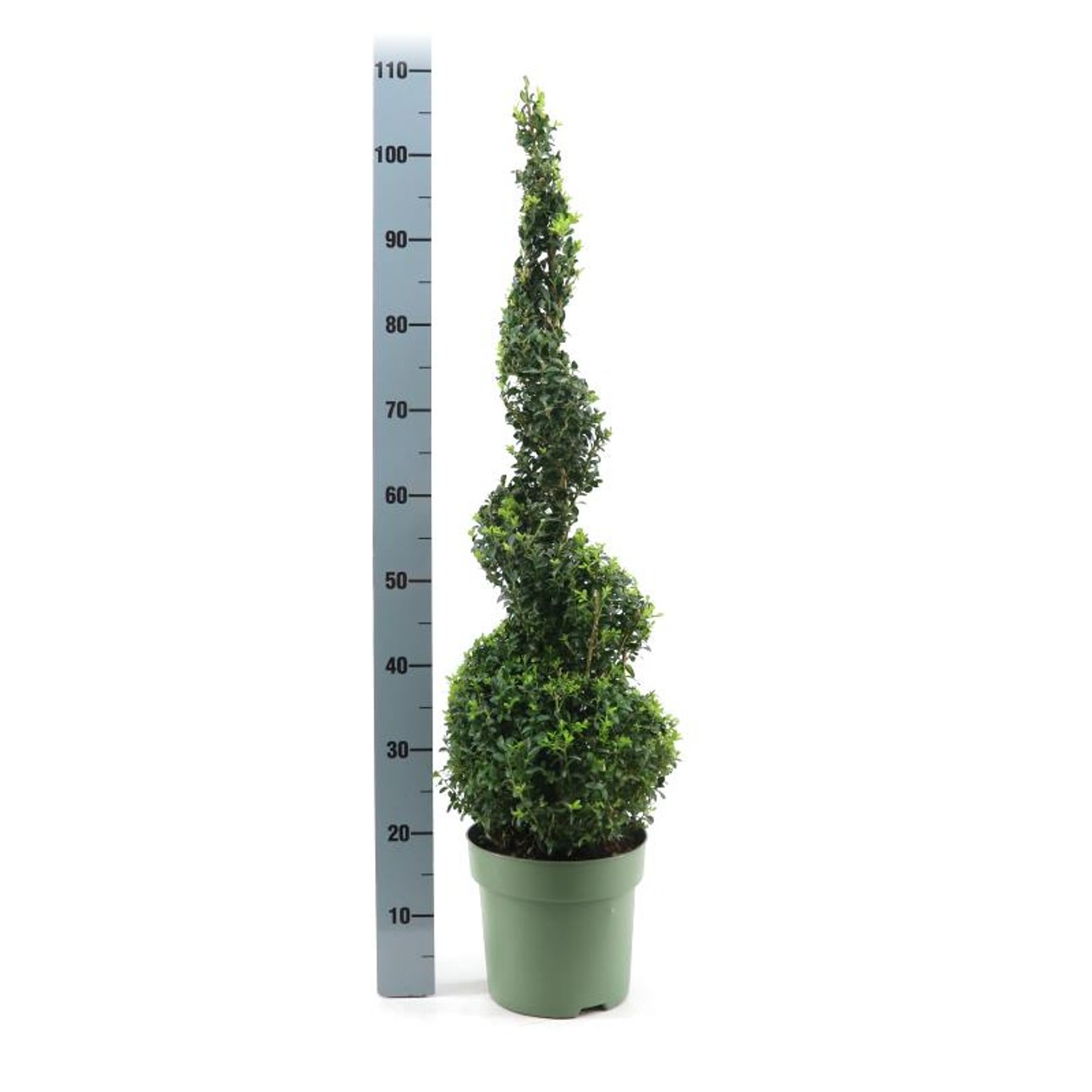 Buxus sempervirens - 60-70 CM Spiral Cont.